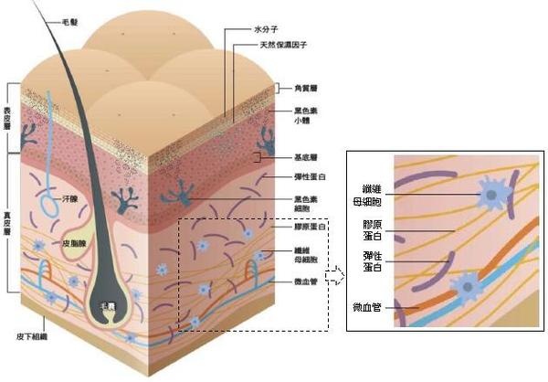 美容仪器-第39届郑州国际美容美发化妆品博览会